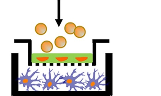 The image shows a cell layer grown on the insert to a culture dish that represents the blood-brain barrier and will be used to test the toxicity of air pollution particles.