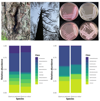 Images depicting Longitudinal stem lesion and canopy dieback caused by AOD, Colony morphology of the four bacterial species causing AOD grown on MacConkey agar and two tables showing the Relative abundance of the top 10 class divisions for bacteria and fungi of two species of oak leaves