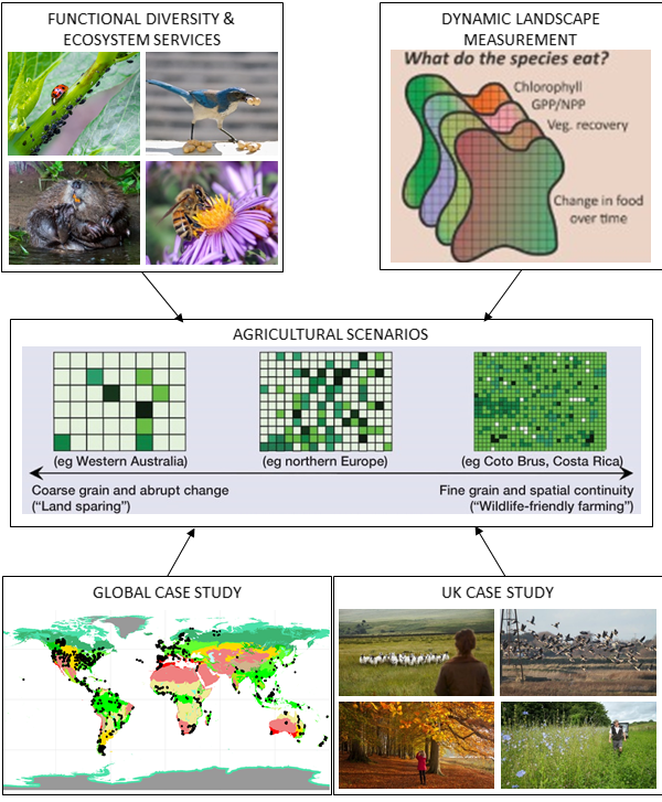 Images show - ladybirds and aphids; jay's eating acorns; beavers; bees pollinating a flower. Next image a figure describing what these creatures eat. Next image showing difference between agricultural scenarios and the coarseness of the grain. Next image Global Case Study is a map of the earth and how the PREDEICTS data is distributed across the globe. Next image UK Case Study – a selection of wildlife photos of the UK Countryside. 