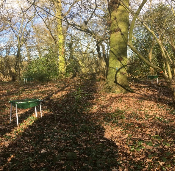 Mature Temperate deciduous forest at BIFoR-FACE where N and P manipulation experiments are underway to form part of this PhD studentship. The green mesh in the picture is used for litter fall collection