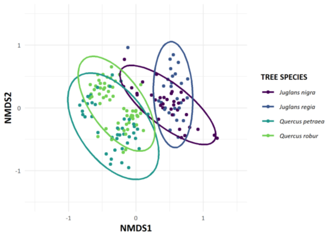 Two figures depicting Dissimilarities in the bacterial and fungal community between oak (Quercus petraea and Q. robur) and walnut (Juglans nigra and J. regia) tree host species. The NMDS score computed using the Bray-Curtis index. Ellipsis are used to represent the 95% confidence interval.