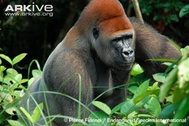 Wild gorilla sitting in vegetation 