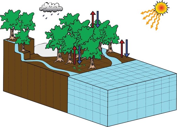 Schematic of the representation of the terrestrial biosphere in a gridded Earth system model. Blue arrows pointing down symbolise terrestrial carbon uptake by photosynthesis and soil carbon uptake via leaf litter deposition, while red arrows pointing up symbolise carbon loss to the atmosphere by respiration or organic matter degradation. A yellow sun and radiation lines and a grey raincloud are in the sky above the graphic.