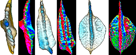Graphic showing six 3D digital elevation models of conodont element morphology and dental topographic analysis 