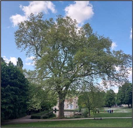 Picture of large London plane tree in an urban park