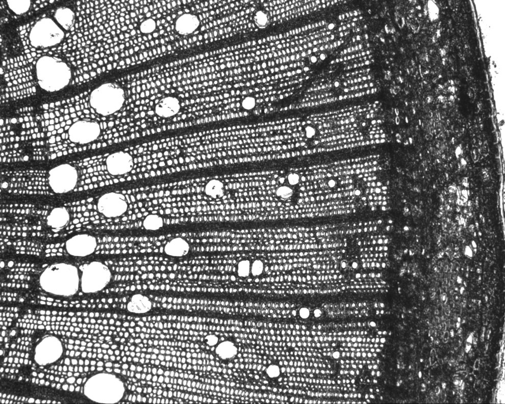 The image shows a black and white thin-section of a part of a ring porous woody stem. It is present to illustrate the variation cell size and distribution in stems suggesting different functions. Large white spaces indicating large, now empty cells are visible towards the middle of the stem, while the colour is darker towards the outside of the stem indicating smaller, denser cells with thicker cell walls relative to cell size.