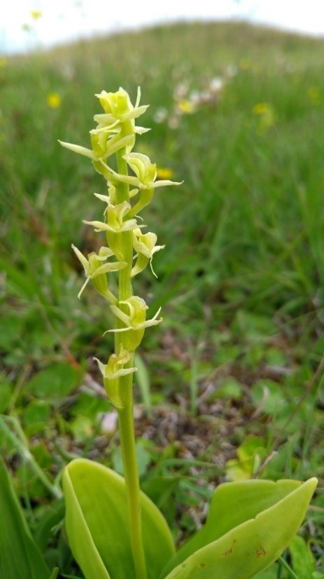 Picture of the fen orchid (Liparis loeselli;) a rare species whose habitats include coastal groundwater dependent systems.