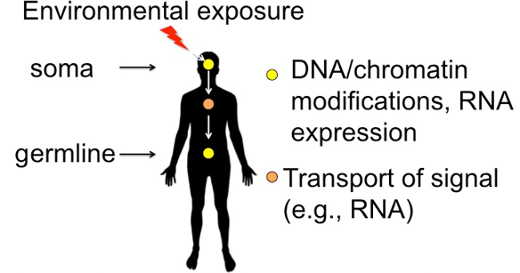 Outline of a person and environmental exposures and the effect of the germline yellow dot in the head area represents soma orange dot transport to the yellow germline 