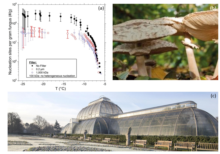 Graph showing the nucleation temperatures of extracts from Fusarium avenaceum, Photograph of Chlorophyllum rhacodes at RGB Kew, and Photograph of the Palm House at RGB Kew, in snow.
