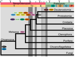 Figure shows a origin of monoaminergic genes and the presence of neurons over time - Neoprotozeric and Paleozic
