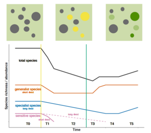 On the top row there are three stylised landscapes with eight habitat patches of varying sizes. In the first these are all grey, representing current habitat. In the second, four are yellow, representing those patches which have been removed or destroyed. In the third four are green, representing those which have been restored. At the bottom there is a graph showing the hypotheised relationship between species abundance (or richness) through time with markers showing the habitat destruction or creation. There are separate lines showing the hypothesised relationship for total species (this has a sharp decline after destruction and gradual recovery after creation); generalist species (this has a less steep decline after destruction, and more immediate recovery after creation; specialist species (persistent decline after destruction, slow recovery after creation); and sensitive species (short lived die out after destruction; long-lived continue to decline even after new habitat creation).