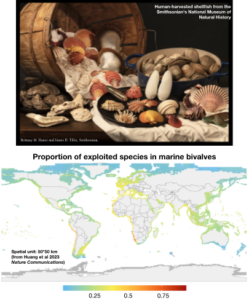 A photo of diverse harvested bivalve species from the Smithsonian museum and a global map of the proportion of exploited species in marine bivalves.