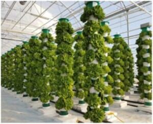 The image shows lettuce plants growing in white pots that are stacked vertically around a pole to resemble a tree, with the stacks organised in rows in a glasshouse, as a means of optimising space and farming vertically rather than the traditional horizontal farming.