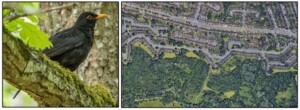 A photograph of a male Common Blackbird on the left and on the right an aerial view of wooded networks in the city of Birmingham, UK.