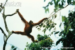 A photograph of a wild orangutan crossing a gap in the tree canopy.
