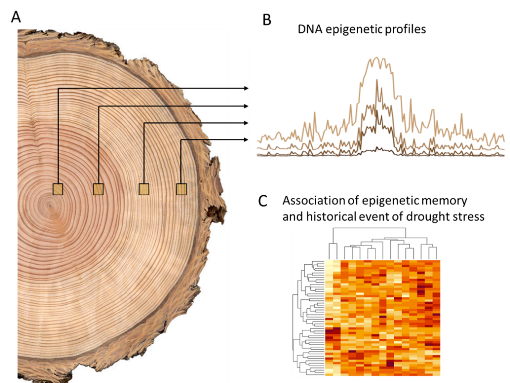 2024 B6 Can A Tree Remember A Drought Understanding The Mechanisms Of   2024 B6 Image 1024x769 