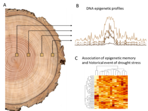 Graphical representations of the project design showing a section of a tree trunk and two graphs.