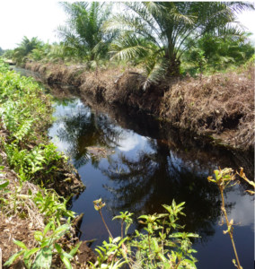 A photograph of a drainage channel with tropical foliage on either side.
