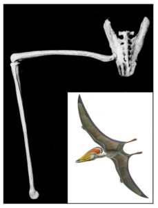A photograph of the pelvis and hind limb bones of a pterosaur with an inset image of a reconstruction of the pterosaur in flight.
