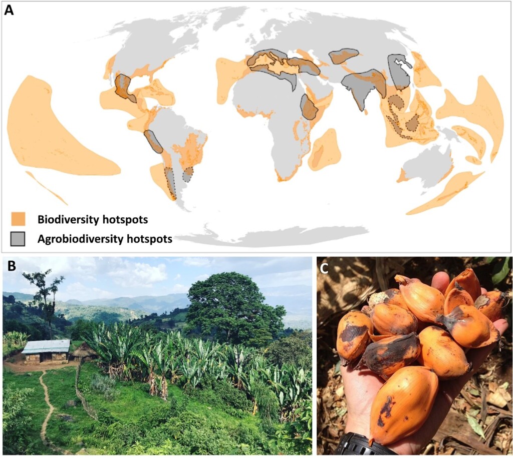 2024 L13 Understanding The Origins Of Agriculture To Guide Future   2024 L13 Image 1024x915 