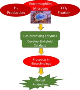 This figure is a graphical abstract describing the key steps of the project.