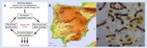 Image composed of a diagram on the left side, a relief map of the Iberian peninsular in the centre and a photograph of an insect colony on the right side.