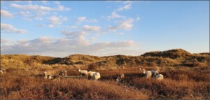 Photograph of a group of herdwick sheep grazing on brown scrubby grass near grassy sand dunes.