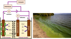 Image shows a flow diagram on the left and the right a photograph of a river or lake shore with a sandy edge and green scum or algae on the water.