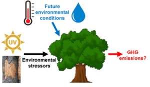 An image summarising the main themes of the PhD project. Arrows from images representing environmental stressors (herbivory, UV radiation) and future environmental conditions (temperature and moisture) point towards a tree in the centre. An arrow labelled ‘GHG emissions?’ points away from the tree to represent the unknown change in GHG emissions due to the factors represented by the arrows that point towards the plant.
