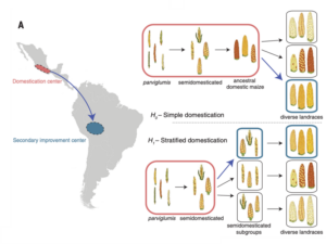 On the left of the image is an outline of Central and South America with two areas highlighted. On the right is a diagram showing images of ears of grain.