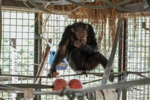 A captive chimpanzee feeding in an enriched and complex captive habitat