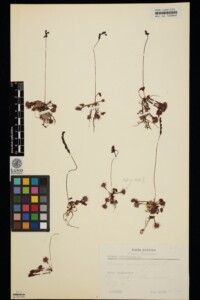 Image showing seven pressed plant specimens and a scale and colour chart that form a herbarium sheet