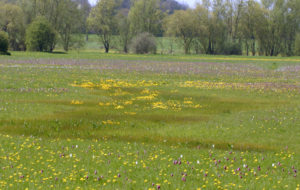 Three plant communities flowering in April: one with purple flowers on high ground, one with yellow flowers intermediate and one without flowers in a low area.