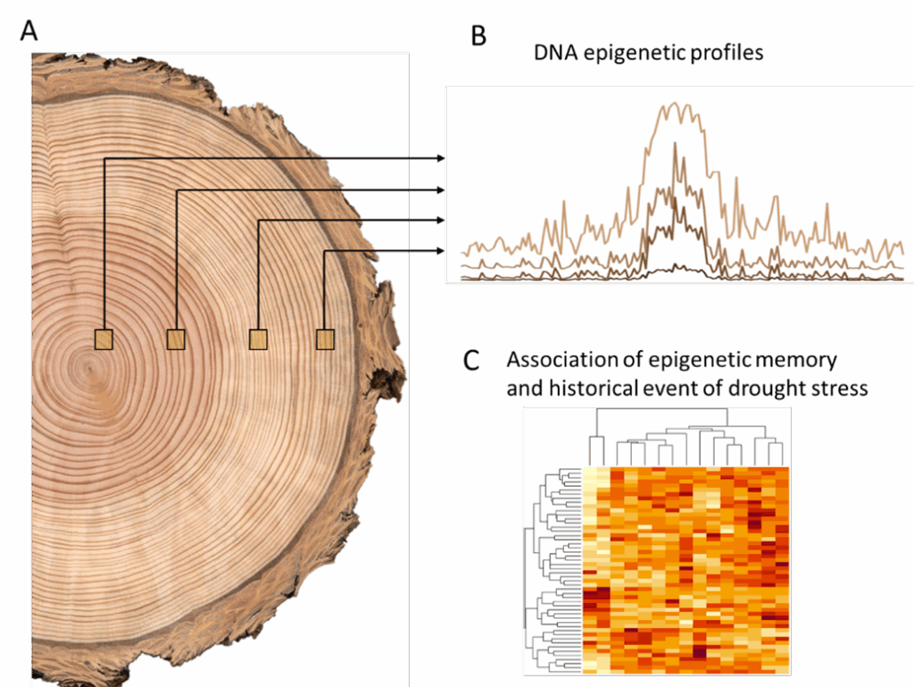 The image consists of three parts labeled A, B, and C. Part A shows a cross-section of a tree trunk with growth rings and four arrows pointing from different rings to the right. Part B displays DNA epigenetic profiles as line graphs with varying peaks and troughs. Part C presents a heatmap titled "Association of epigenetic memory and historical event of drought stress," showing clusters of colored squares in shades of yellow, orange, and red.