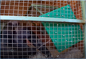 Photo of a captive Western lowland gorilla (Gorilla gorilla gorilla) using a stick to extract peanut butter from a puzzle feeder which has bolts blocking access.