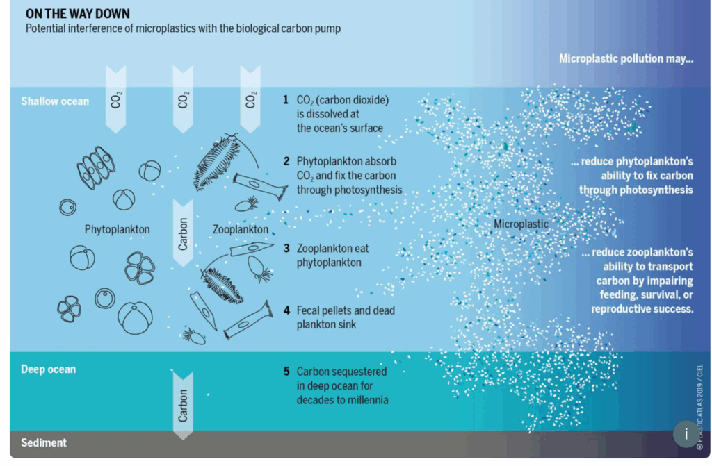 An infographic titled 'On the Way Down: Potential interference of microplastics with the biological carbon pump' showing how microplastic pollution may impact oceanic carbon sequestration. It is divided into three sections: shallow ocean, deep ocean, and sediment. In the shallow ocean, CO₂ dissolves at the surface (1), phytoplankton absorb CO₂ via photosynthesis (2), zooplankton consume phytoplankton (3), and fecal pellets and dead plankton sink (4). In the deep ocean, carbon is stored for decades to millennia (5). The infographic highlights how microplastics may reduce phytoplankton's carbon fi