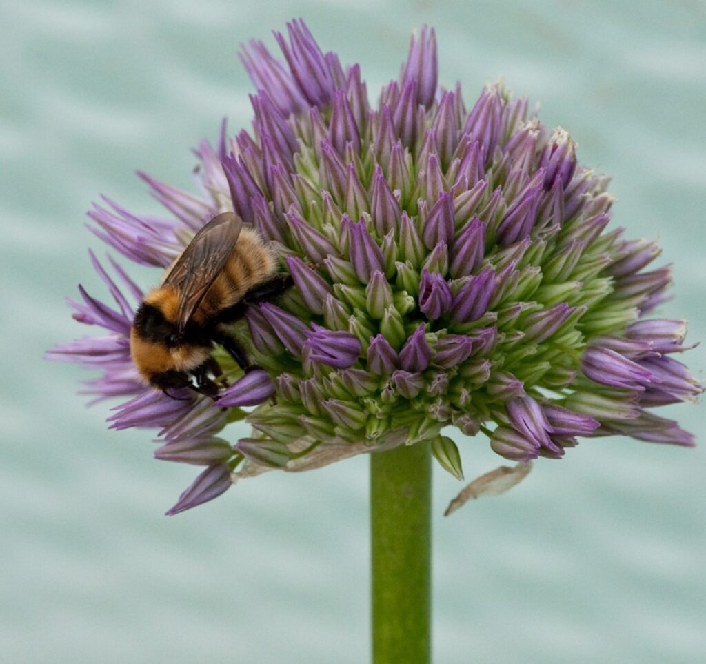 Image of a bumble-bee feeding on a purple flower.