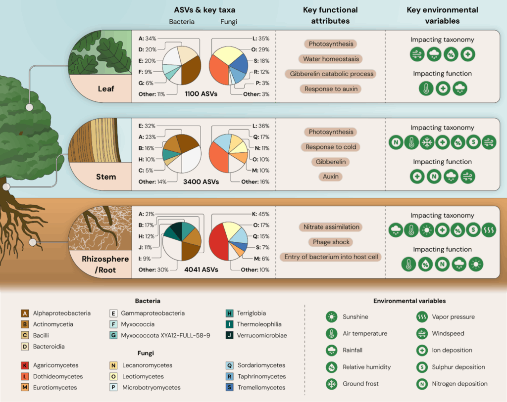 A diagram showing oak microbiome composition across tissues, with key functions and environmental influences.