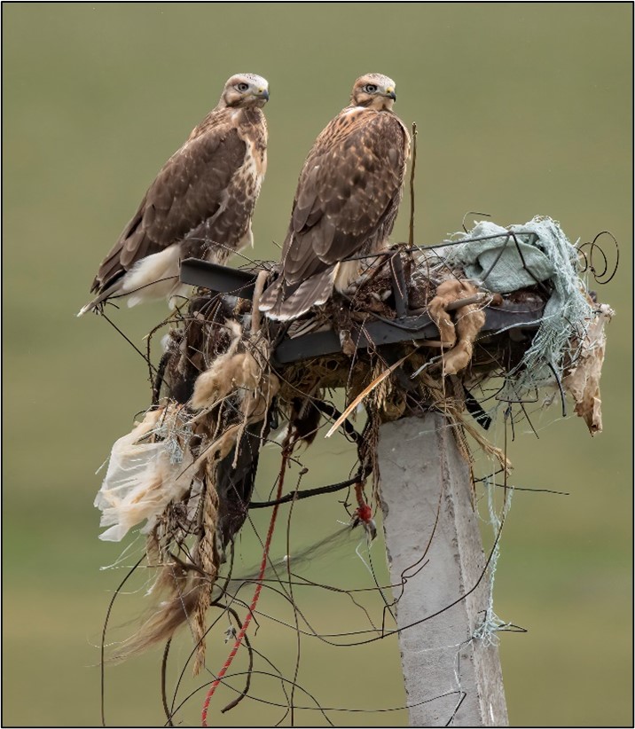 A breeding pair of buzzards in rural China sitting on their nest containing large quantities of agricultural waste material.