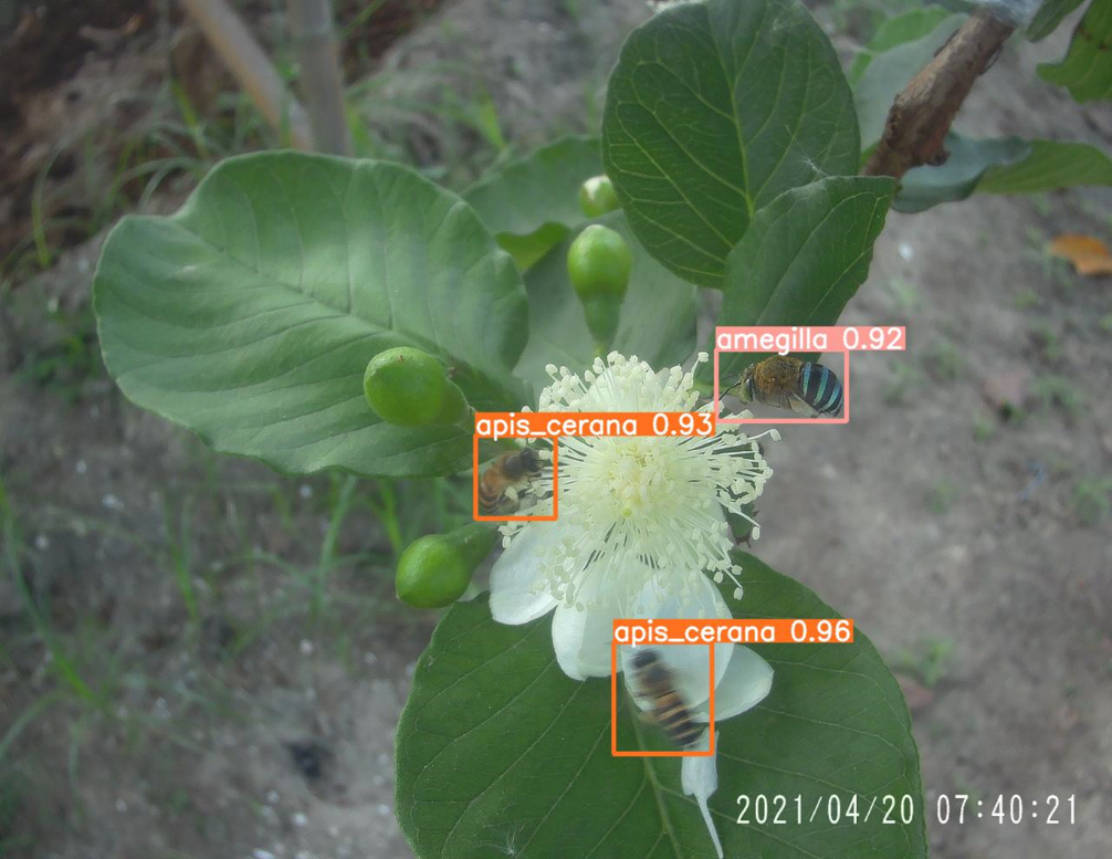 Close-up of a white flower with green leaves, visited by three bees—two labeled Apis cerana (scores 0.93, 0.96) and one Amegilla (score 0.92). Soil and a plant stem are visible in the background. Timestamp: 2021/04/20 07:40:21.