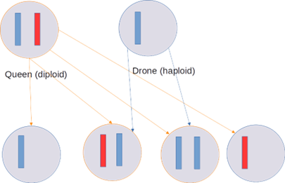 Simplified chromosome haplodiploid reproduction scheme for insects according to Tyvand and Thorvaldsen (2010). Queens produce eggs with one random chromosome copy (rectangles) of their 2 chromosomes, which become haploid drones if not fertilized, or receive a 2nd chromosome copy from a haploid drone.