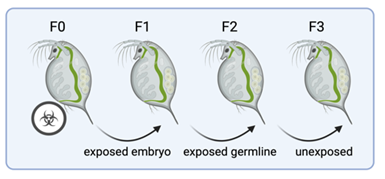 Cartoon showing four images of waterfleas in a line, the first with a hazard symbol depicting environmental exposure, and subsequent generations in a clean environment.