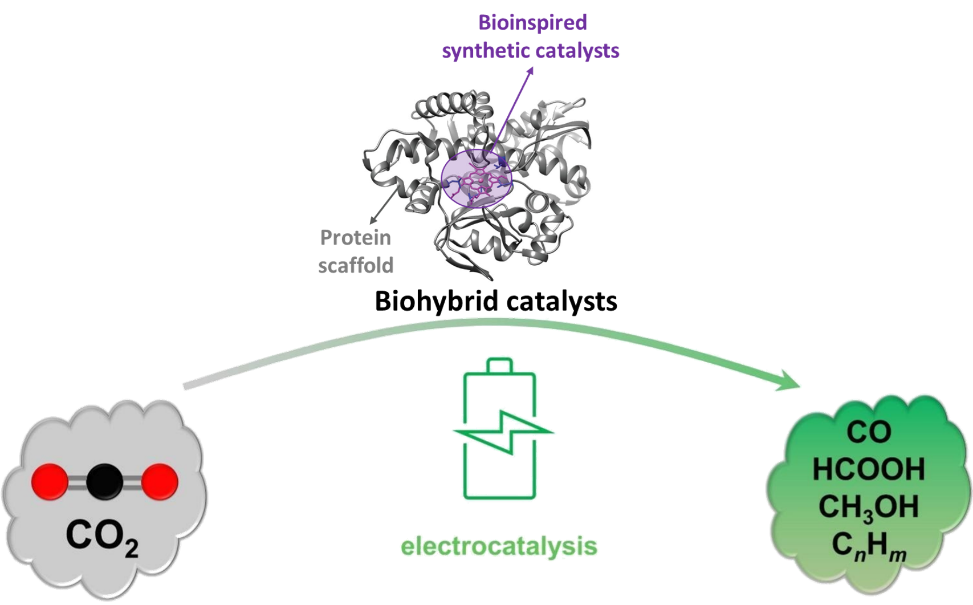 Diagram of biohybrid catalysts combining a protein scaffold with bioinspired synthetic catalysts. The system facilitates electrocatalysis, converting CO₂ into products like carbon monoxide (CO), formic acid (HCOOH), methanol (CH₃OH), and hydrocarbons (CnHm). Catalysts are shown in purple, products in green, highlighting the role of advanced catalytic processes in carbon dioxide conversion.