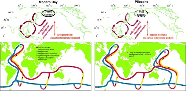 Two sets of maps compare ocean circulation today and during the Pliocene epoch. The top maps show differences in water layers and temperature patterns in the North Pacific. The bottom maps use colored lines to show how surface, intermediate, and deep ocean waters move around the globe, and where food sources are found. The Pliocene maps show weaker water layering and different circulation patterns compared to today.