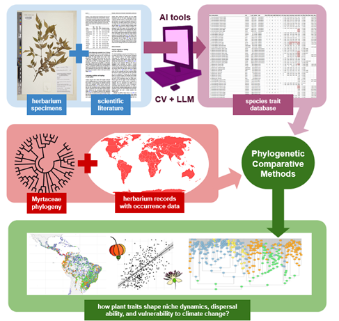 Image showing computer vision and large language models extracting a variety of plant traits to establish how these traits shape niche dynamics, dispersal ability, and vulnerability to climate change.