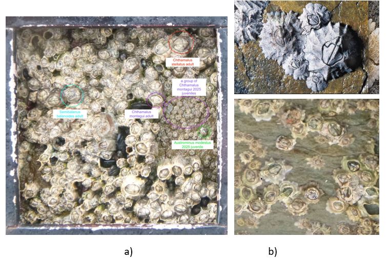 Three images showing different species of barnacles.