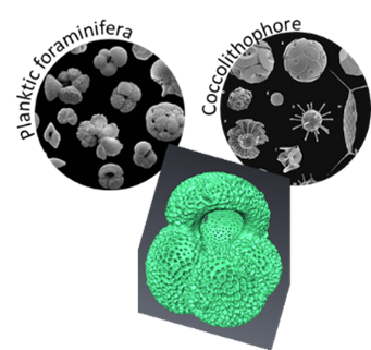 There are three images, two are adjacent and one image is in vertical positions.The top two images show number of planktic foraminifera (left) and coccolithophore (right) species. In the vertical position there is an image of planktic foraminifera species taken during a computed tomography scan (shown in green false colour).