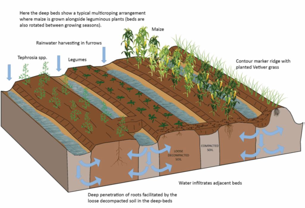Sketch of deep-bed farming showing a multi crop arrangement with maize growing alongside leguminous plants.
