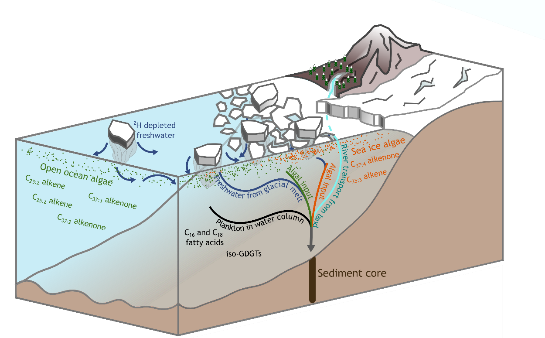 A schematic of the ocean near an ice sheet, showing biomarkers contributing information on different processes.