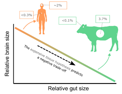 A graph depicting the relationship between relative brain size (y-axis) and relative gut size (x-axis) shows a negative slope – as one increases, the other decreases. The line is coloured from orange (large brain, small gut) to green (large gut, small brain). Above the slope, two coloured silhouettes are shown. The first is an orange silhouette of a human is shown, highlighting the relative size of the brain (~2% of total body size) compared to the gut (